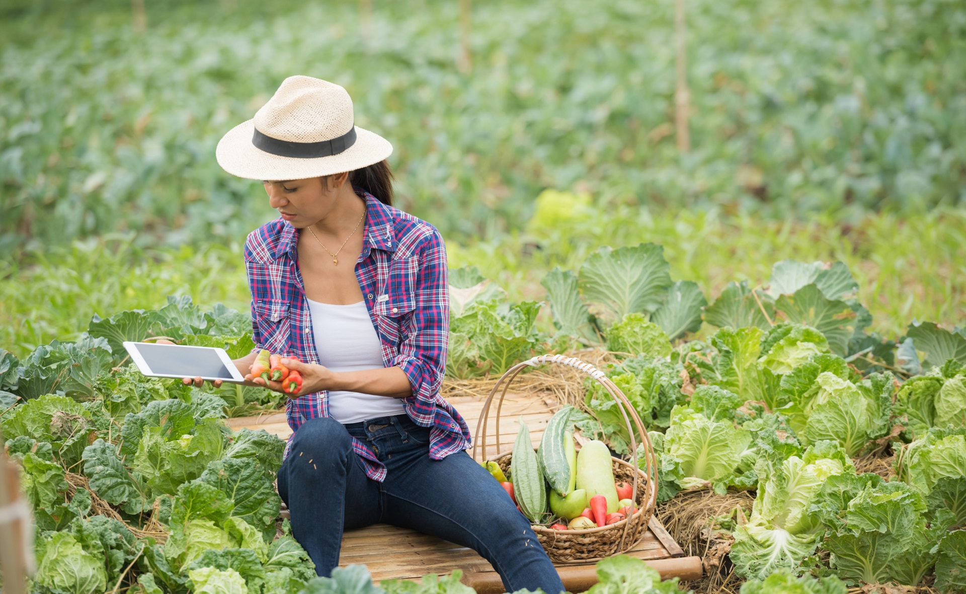 Agricultural job Consultancy
